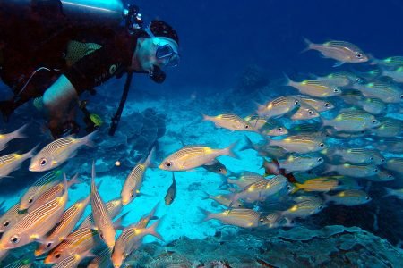 Guide to Diving in Zanzibar