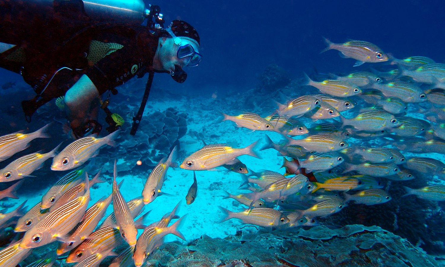 Guide to Diving in Zanzibar