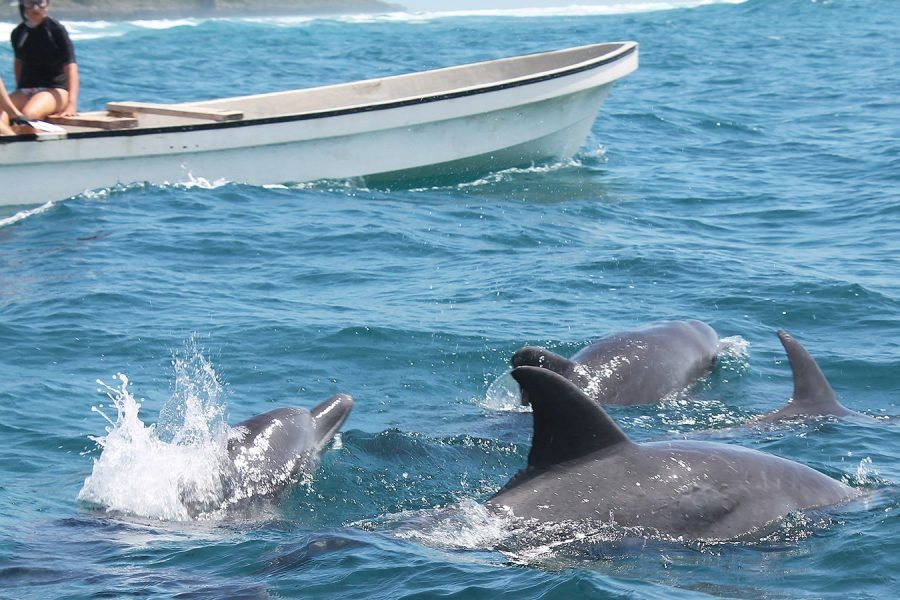 Dolphin Tours in Zanzibar