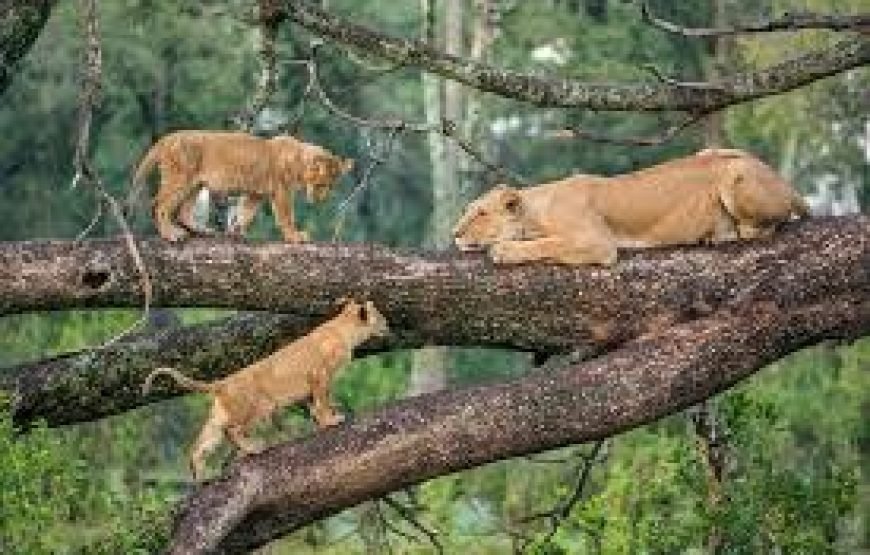 Day Trip To Lake Manyara National Park