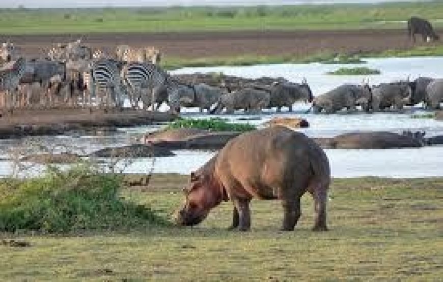 Day Trip To Lake Manyara National Park