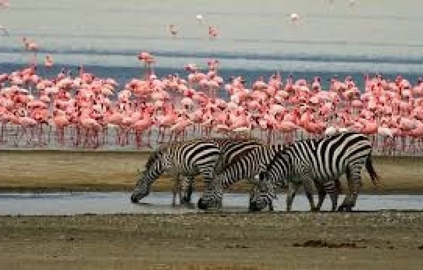 Day Trip To Lake Manyara National Park