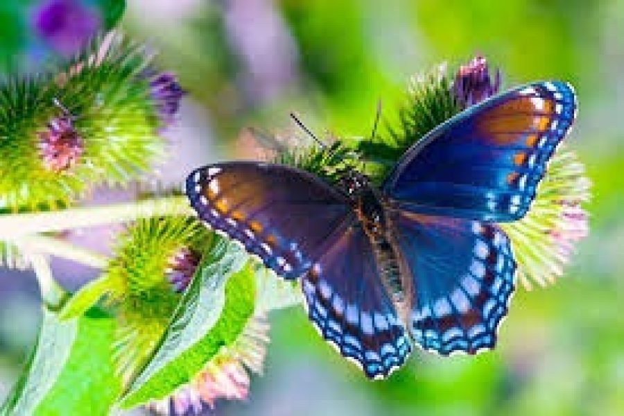 Zanzibar Butterfly Centre